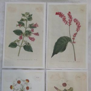 Vintage 1792 Botanical Prints